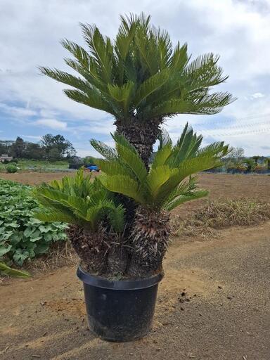 ソテツ 蘇鉄 ーーココス ヤシ アガベ ドラセナ ーー