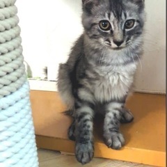 シャトル♂