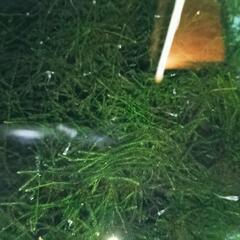 幹之ヒカリメダカ 稚魚 1匹〜の画像