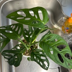 🌿マドカズラ🌿
の画像