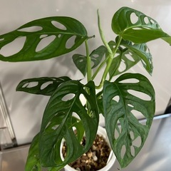 🌿マドカズラ🌿
の画像