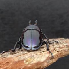 ニジイロクワガタ（紫紺血統青光沢有り）37mm ペアの画像