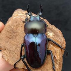 ニジイロクワガタ（紫紺血統青光沢有り）37mm ペアの画像