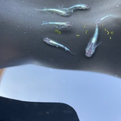ラムネブルーメダカ
の画像