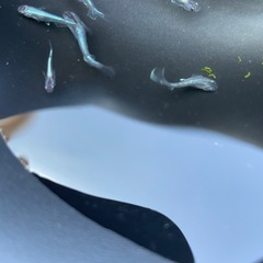 ラムネブルーメダカ
の画像