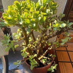 多肉植物　鉢ごとの画像