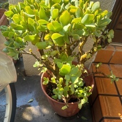 多肉植物　鉢ごとの画像