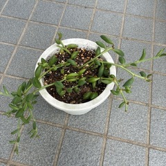 多肉植物・アーモンドネックレスの画像