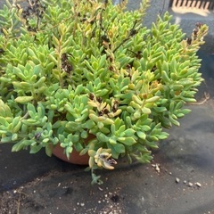多肉植物　鉢ごとの画像