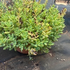 多肉植物　鉢ごとの画像