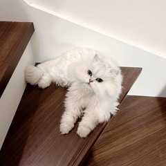 ペルシャ猫５歳メス