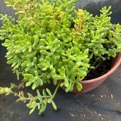 多肉植物　鉢ごとの画像