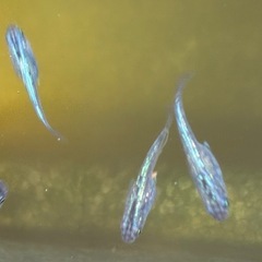 ⑤-2　ラメメダカ幼魚（サファイア・無選別）5匹の画像