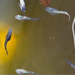 ⑤-2　ラメメダカ幼魚（サファイア・無選別）5匹の画像