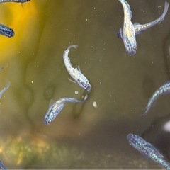 ⑤-2　ラメメダカ幼魚（サファイア・無選別）5匹の画像