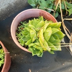 多肉植物　鉢ごとの画像