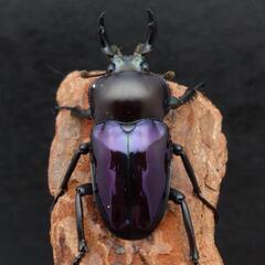 ニジイロクワガタ（紫紺血統）の画像