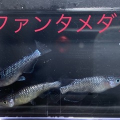 飼育終了　最終個体　ファンタメダカ　めだか　１１匹の画像