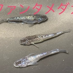 飼育終了　最終個体　ファンタメダカ　めだか　１１匹の画像