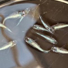 飼育終了　最終個体　ファンタメダカ　めだか　１１匹の画像