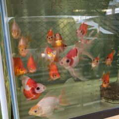 金魚　玉サバの画像