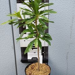 ヤマモモの木　３本　鉢植え　盆栽　観葉植物　引き取り限定の画像
