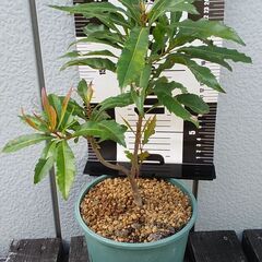 ヤマモモの木　３本　鉢植え　盆栽　観葉植物　引き取り限定の画像