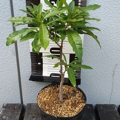 ヤマモモの木　３本　鉢植え　盆栽　観葉植物　引き取り限定の画像