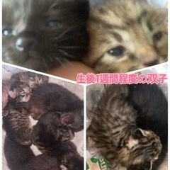 締切ました【大感謝です！みな様のおかげで処分回避♡】8匹いました...