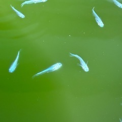 ⑨-2 メダカ（サンセット極龍）幼魚5匹の画像