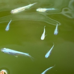 ⑨-2 メダカ（サンセット極龍）幼魚5匹の画像
