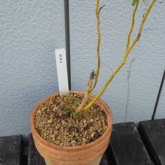 雲竜柳　柳　盆栽　観葉植物　引き取り限定の画像