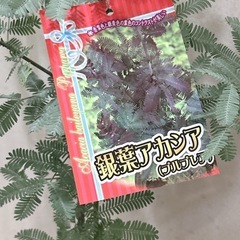 銀葉アカシア　ミモザの苗木　の画像