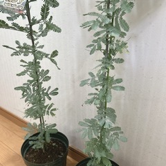 銀葉アカシア　ミモザの苗木　の画像