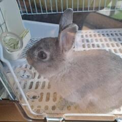 子うさぎ　グレー　女の子