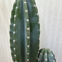 柱サボテン３本立て🌵の画像