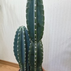 柱サボテン３本立て🌵の画像