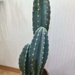 柱サボテン３本立て🌵の画像