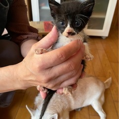 白黒ハチワレチョビひげ