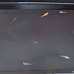 可愛いメダカ　産卵サイズ　20匹の画像