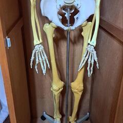 人体骨格模型•等身大(収納ケース付き)の画像