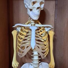 人体骨格模型•等身大(収納ケース付き)の画像