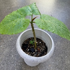 ウンベラータ　観葉植物の画像