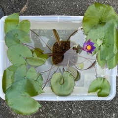 熱帯睡蓮　ティナの画像