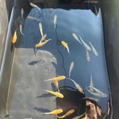 ユリウス　メダカの画像