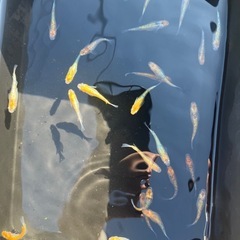 ユリウス　メダカの画像