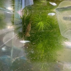 メダカの画像