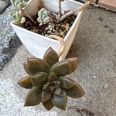 多肉植物①の画像