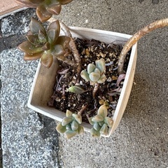 多肉植物①の画像