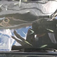 エメキン　メダカ10匹セットの画像